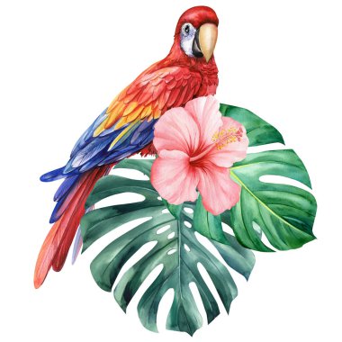 Kırmızı papağan, pembe amber çiçeği ve beyaz arka planda yeşil canavar tropikal yaprağı. Yüksek kaliteli illüstrasyon