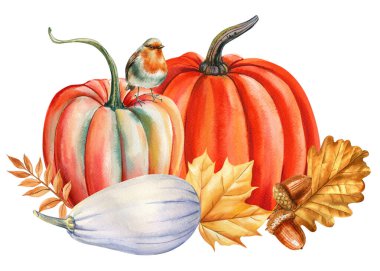 Pumpkins robin bird white squash acorns and golden fall oak leaves watercolor autumn harvest illustration for prints. High quality illustration