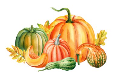 Sonbahar yapraklı, turuncu yeşil ve sarı renkli suluboya balkabakları ve kabakları Şükran Günü 'nde hasat ediliyor. Yüksek kaliteli illüstrasyon
