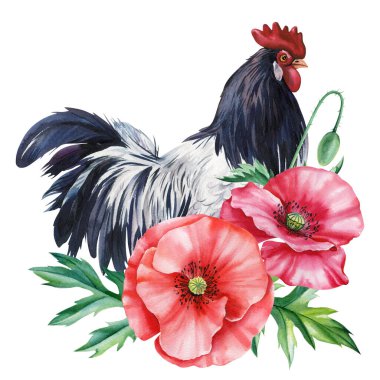 Black and white rooster with red poppies watercolor farm bird illustration with summer wildflowers and green leaves. High quality illustration