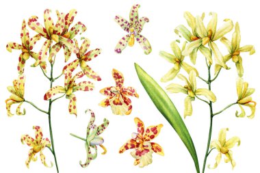 Suluboya sarı ve benekli orkide çiçekleri. Düğün davetiyeleri için hazırlanmış botanik klipsi. Duvar sanatı ve bahar çiçeği tasarımı. Yüksek kaliteli illüstrasyon