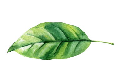 Mutfak duvarı sanatı için yeşil limon yaprağı suluboya çizimi botanik klipsi yaz hasat davetleri gıda tasarım desenleri kumaş baskıları. Yüksek kaliteli illüstrasyon