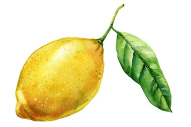 Uzun yeşil yapraklı suluboya resimli limon mutfak duvarı resim klipsi yaz hasat davetiyeleri yemek tasarımı baskıları. Yüksek kaliteli illüstrasyon