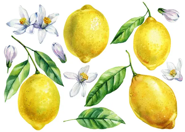 Yeşil yapraklı limonlar ve beyaz çiçekli suluboya klipleri yaz hasat davetiyelerini meyve botanik illüstrasyonuna hazırladı. Yüksek kaliteli illüstrasyon