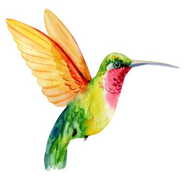 Turuncu kanatlı sarı yeşil sinekkuşu suluboya resimli tropikal kuş düğün davetiyeleri için botanik klipte. Yüksek kaliteli illüstrasyon