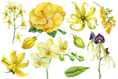 Sarı tropik çiçek seti. Orkideler, amberler, ylang ylang suluboya botanik klipleri düğün davetiyeleri ve yaz dekorları için. Yüksek kaliteli illüstrasyon
