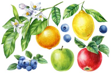 Suluboya yaz meyvesi seti, yeşil yapraklı limon portakalı elmalı yaban mersini dalı ve beyaz bitki örtüsü. Yüksek kaliteli illüstrasyon