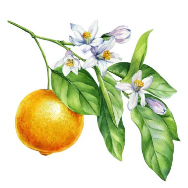 Beyaz çiçekli turuncu ve yeşil yapraklı suluboya botanik çizimler yaz mutfağı dekorasyonu ve ambalajı için. Yüksek kaliteli illüstrasyon