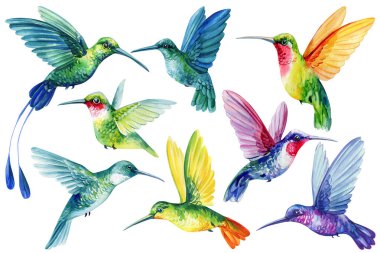 Sinekkuşları suluboya kırpma seti uçan tropikal kuşlar bebek odası duvarı sanat davetiyeleri kumaşı için parlak botanik illüstrasyon. Yüksek kaliteli illüstrasyon