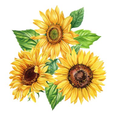 Suluboya çiçek buketi. Taze yeşil yapraklı üç ayçiçeği suluboya resimli üst görünüm, çiçekli illüstrasyon. Yüksek kaliteli illüstrasyon