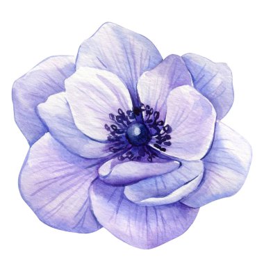 Çiçek suluboya. Yumuşak katmanlı taç yaprakları ve bahar çiçekleri ve dekoru için karanlık merkezli mavi şakayık çizimi. Yüksek kaliteli illüstrasyon