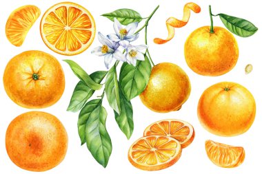 Dilimlenmiş suluboya portakal meyveleri çiçek yaprakları ve kabukları elle boyanmış narenciye çizimleri. Yaz yemeği ambalajı ve dekorasyonu. Yüksek kaliteli illüstrasyon