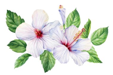 Beyaz amber çiçekleri ve yeşil yapraklar suluboya tropikal çiçek yaprakları yaz düğünü için botanik illüstrasyon tasarımı. Yüksek kaliteli illüstrasyon