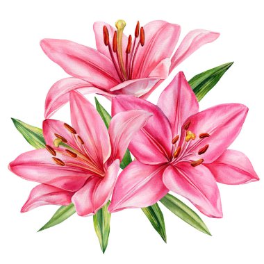 Pembe zambaklar, suluboya çiçek buketi, botanik el boyası, düğün tasarımı, romantik dekorasyon ve bahar kartları için. Yüksek kaliteli illüstrasyon