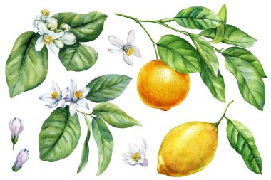 Yapraklı limonlar ve beyaz çiçekli suluboya narenciye. Mutfak tasarımı için ayarlanmış. Botanik resim sanatı. Yüksek kaliteli illüstrasyon