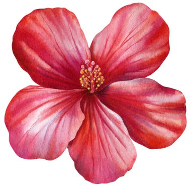 Yumuşak yapraklı kırmızı amber çiçeği ve beyaz arka plan cennet bitki çizimine izole edilmiş sarı pudingler. Yüksek kaliteli illüstrasyon