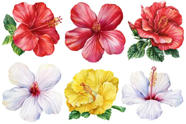 Ayrı beyaz arka planda parlak amber çiçekleri suluboya ile boyanmış, çiçek tasarımı için yaz klipsi sanatı, davetiye kartları. Yüksek kaliteli illüstrasyon