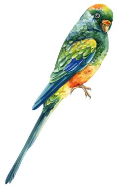 Mavi yeşil sarı ve turuncu tüylü renkli papağan beyaz arka planda suluboya tropikal kuş çizimi. Yüksek kaliteli illüstrasyon