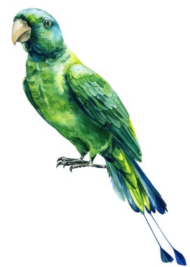 Uzun mavi kuyruklu, koyu gagalı, suluboya, beyaz arka planda egzotik kuş resimli yeşil bir papağan. Raket kuyruklu papağanlar. Yüksek kaliteli illüstrasyon