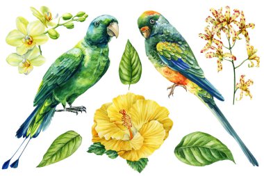 Amfibik orkideli ve yeşil yapraklı tropik papağanlar beyaz arka planda suluboya kuş çiçekli klitoris seti. Yüksek kaliteli illüstrasyon