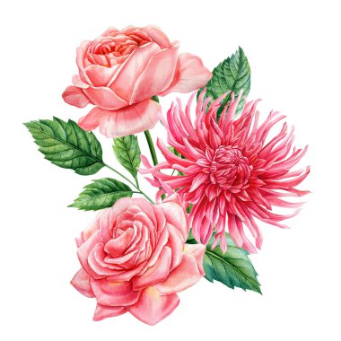 Pembe güller ve yeşil yapraklı kırmızı yıldız çiçekli suluboya buket botanik resimli romantik çiçek klipleri. Yüksek kaliteli illüstrasyon