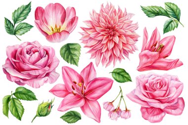 Pembe güller zambak laleleri ve yeşil yapraklar suluboya çiçekleri el boyalı romantik botanik elementler. Yüksek kaliteli illüstrasyon