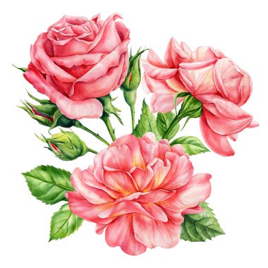Gül goncaları ve yeşil yapraklı pembe güller. Düğün tasarımı için suluboya çiçek buketi. Yüksek kaliteli illüstrasyon