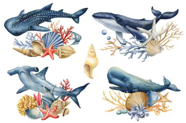 Balina köpekbalığı mercan denizyıldızı ile suluboya okyanus hayvanları su altında deniz kabuğu Clipart deniz illüstrasyonu. Yüksek kaliteli illüstrasyon