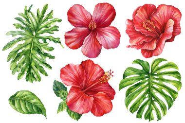 Suluboya kırmızı amber çiçekleri ve tropikal yeşil yapraklar yaz tasarımı ve egzotik çiçek süslemeleri için ayarlandı. Yüksek kaliteli illüstrasyon