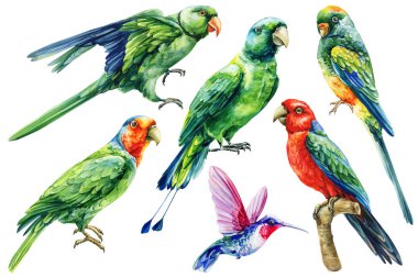 Papağanlar ve sinekkuşu renkli egzotik kuş koleksiyonuyla suluboya tropikal kuş, klima ve tasarım için beyaza izole edilmiş. Yüksek kaliteli illüstrasyon