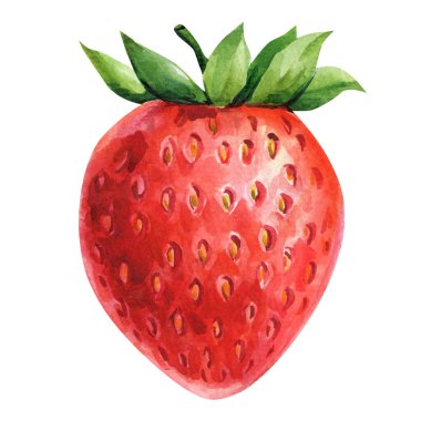 Yeşil yapraklı parlak kırmızı çilek suluboya çizimi sağlıklı yemek posteri ya da yaz dekorasyonu için detaylı botanik sanatı. Yüksek kaliteli illüstrasyon