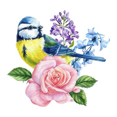 Blue tit bird with pink rose lilac and blue flowers watercolor floral botanical illustration on Isolated Background for design. High quality illustration