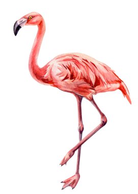 Pembe kuş, Summer Flamingo, egzotik tropikal yaban hayatı resimlerini tasarım, poster, kart için izole etti. Yüksek kaliteli illüstrasyon