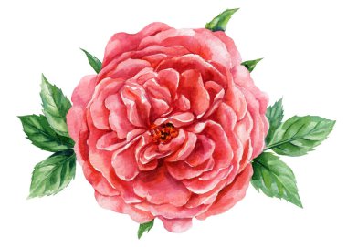 Kırmızı bahçe gül çiçeği suluboya çizimi, bereketli taç yaprakları ve yeşil yapraklı romantik dekor için botanik sanat eserleri. Yüksek kaliteli illüstrasyon