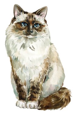 Watercolor Fluffy Cat Illustration. Ragdoll or Himalayan Breed Pet Portrait, Cute Furry Kitten Clipart, Animal Art Decor. High quality illustration