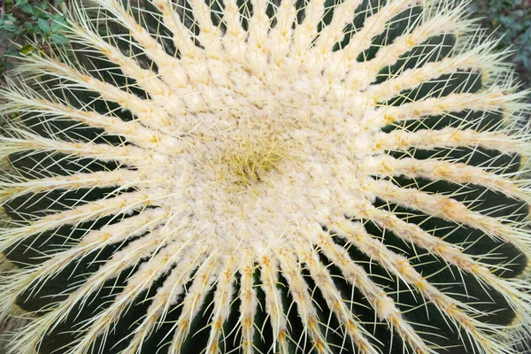 Cactus Echinocactus Grusonii Ботаническом Саду Крупным Планом — стоковое фото