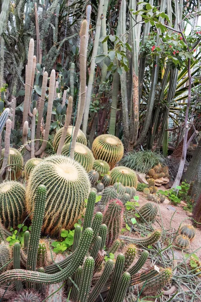 Kaktusfältet Espostoa Guentheri Och Echinocactus Grusonii Botaniska Trädgården — Stockfoto