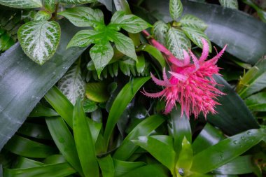 Çiçekli bitki Bromeliad ailesinden Aechmea fasciata Primera yeşil yapraklı pembe bir çiçekle.