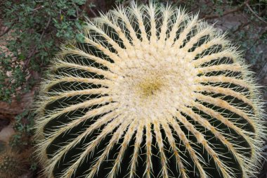 Kaktüs Echinocactus Grusonii botanik bahçesinde..