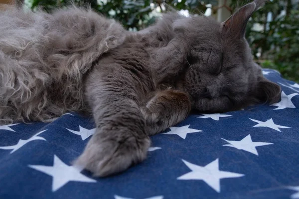 Schöne Graue Reinrassige Maine Coon Katze Schläft Auf Einer Decke — Stockfoto