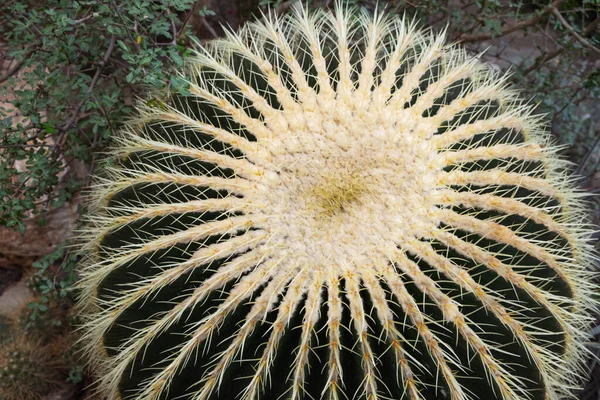 Cactus Echinocactus Grusonii Botanical Garden Close — Stock Photo, Image