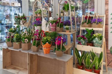 Çiçek dükkanındaki saksılarda bir sürü farklı bitki var. Bahçe merkezi ve toptancı konsepti. Yeşil arka plan. Bir sürü yaprak. Ön planda Ficus ginseng.