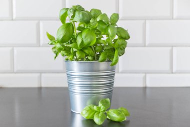 Tencerelerde taze fesleğen. Evde yetişen Aromatik baharatlar.