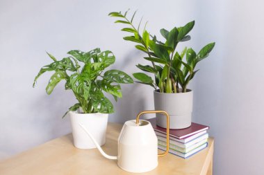 Zamioculcas ve Monstera adansonii yakınlardaki bir tencerede, bir su bidonunda, ev bahçesi konseptinde..