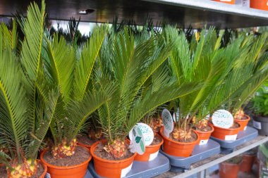 Seralarda, fidanlıklarda, seralarda ve dükkanlarda vitrindeki küçük kahverengi saksılarda Sago palmiye ağaçları..