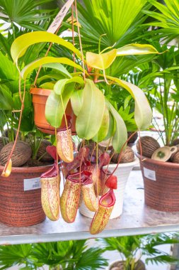 Seralarda, fidanlıklarda, seralarda ve dükkanlarda vitrindeki küçük kahverengi saksılarda bulunan ihtiyaçlar..