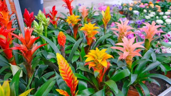 Colorful blooming bromeliad flowers for Indoor cultivation and Interior decoration in a brown pot in a flower shop.