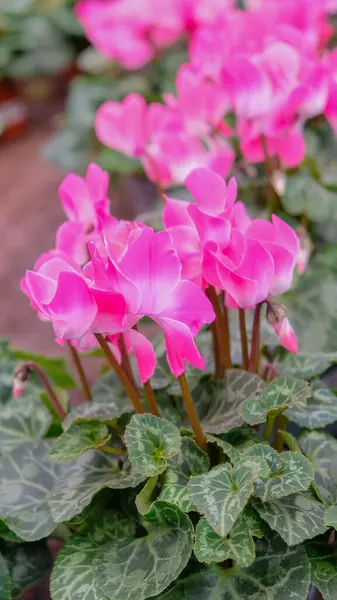 Cyclamen flower for indoor cultivation and interior decoration in pots in a flower shop. vertical photo