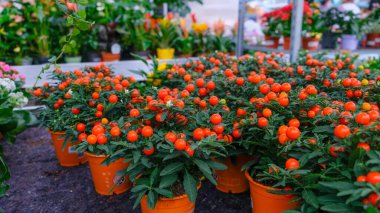 The poisonous fruit of Solanum pseudocapsicum. Jerusalem cherry, winter cherry, Solanum pseudocapsicum berries. An evergreen shrub of the nightshade family in a flower pot on a shelf in a store.