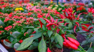 Süslü biber bitkileri, kırmızı dekoratif biberler seradaki saksılarda biberler, mağazanın raflarında.